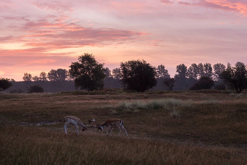 Oestrus de Damhert par Richard Guijt Photography