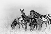Zebras in Schwarz und Weiß