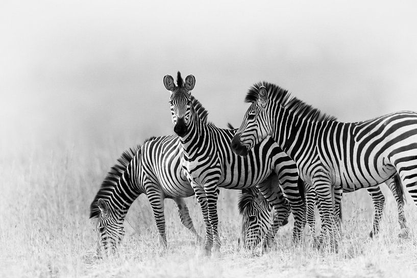 Zebras in Schwarz und Weiß von YvePhotography