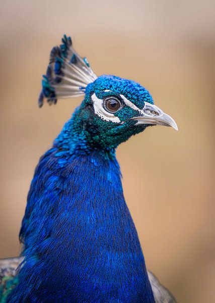 Nahaufnahme eines Pfaus von Triki Photography