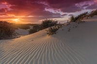 Zonsondergang in de duinen van het Westduinpark nabij Kijkduin Den Haag