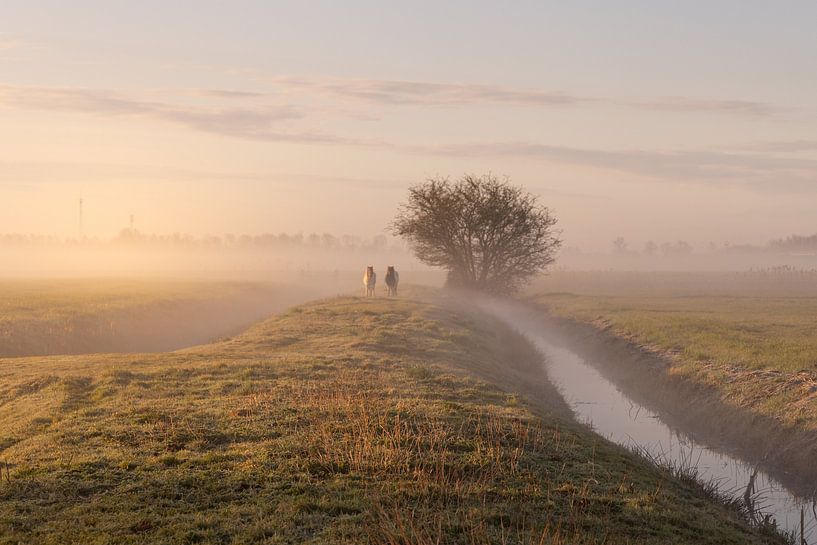 Two ponies walk through the fog by Anneke Hooijer