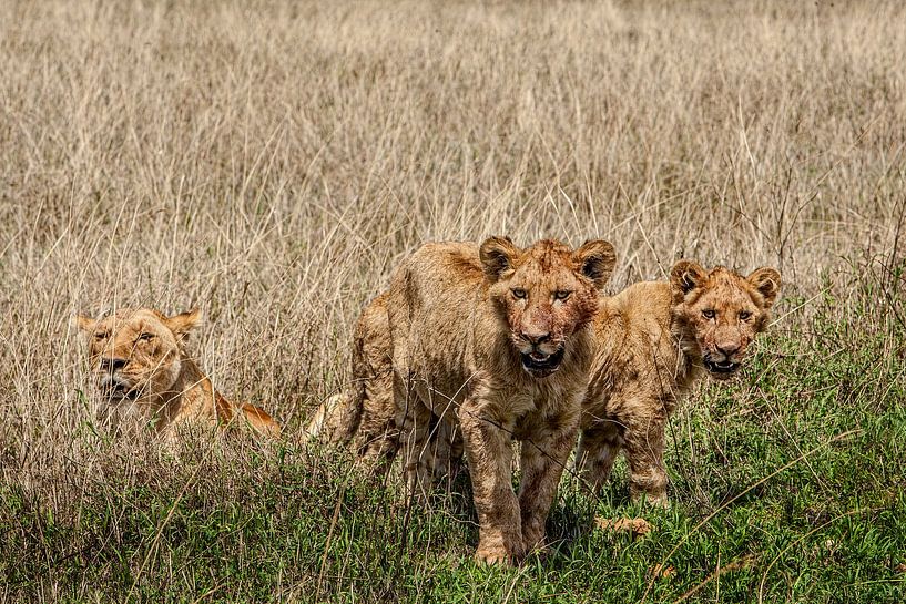 Young Lion Cubs par Guus Quaedvlieg