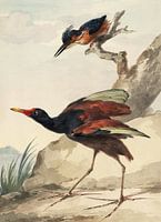 Ein westlicher indischer stacheliger Manhow und ein Kingfischer mit Kingfischer, Aert-Spektrum