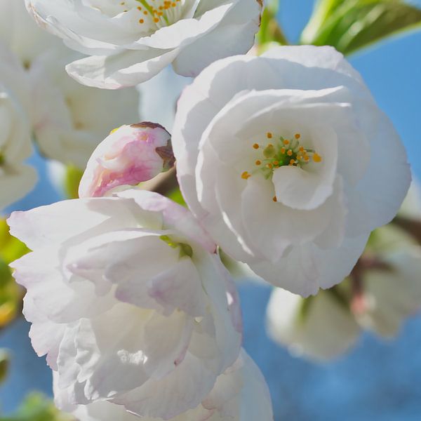 Weiße Blütenpracht aus der Nähe von Jolanda de Jong-Jansen