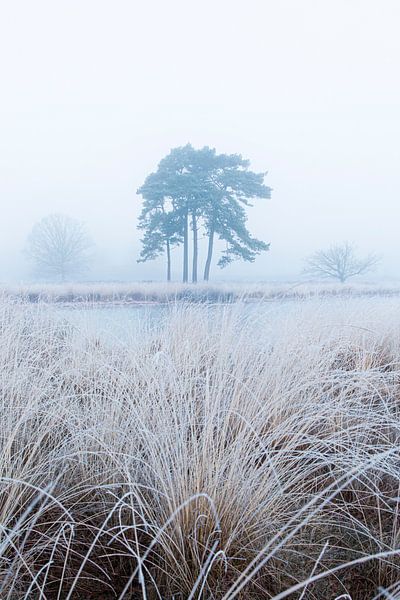 De l'herbe gelée dans le brouillard par Patrick van Os