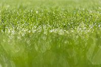 Ochtenddauw, Morning dew.