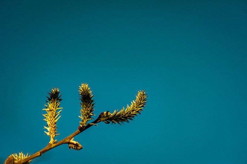 Natur im Erzgebirge von Johnny Flash
