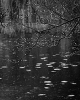 Printemps fraîchement réveillé