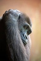 Western lowland gorilla portrait