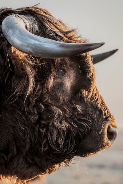 Schottischer Highlander-Stier in Nahaufnahme von Rik Verslype