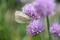 Schmetterling auf Schnittlauch