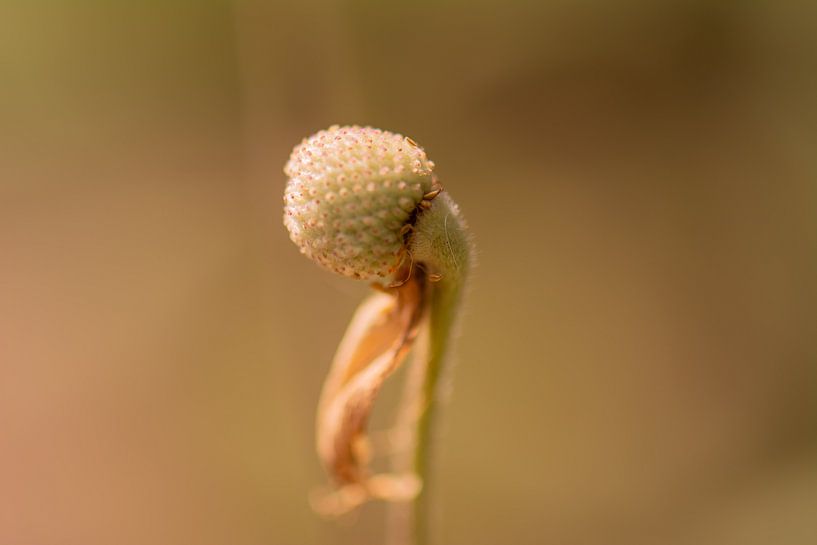 einsames Blütenblatt von Tania Perneel
