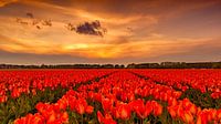 Tulpen Sonnenuntergang Holland
