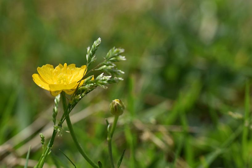 Hahnenfuß von Lizette de Jonge