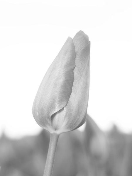 Tulipe noire / blanche par WeVaFotografie