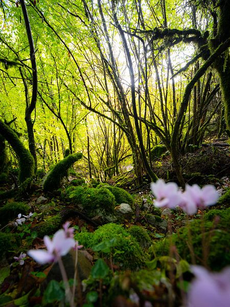 Moos und Blumen in den üppig grünen Wäldern des Pindos Nationalparks | Naturfotografie Griechenland von Teun Janssen