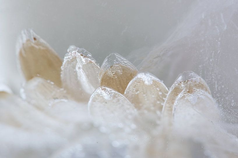 Crystal Moment by Gerry van Roosmalen