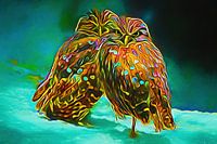 Nachtschwärmer - Schlaflosigkeit