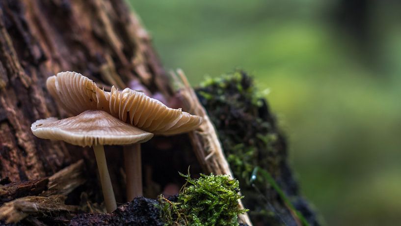 Fungi  by Frederik lembreght