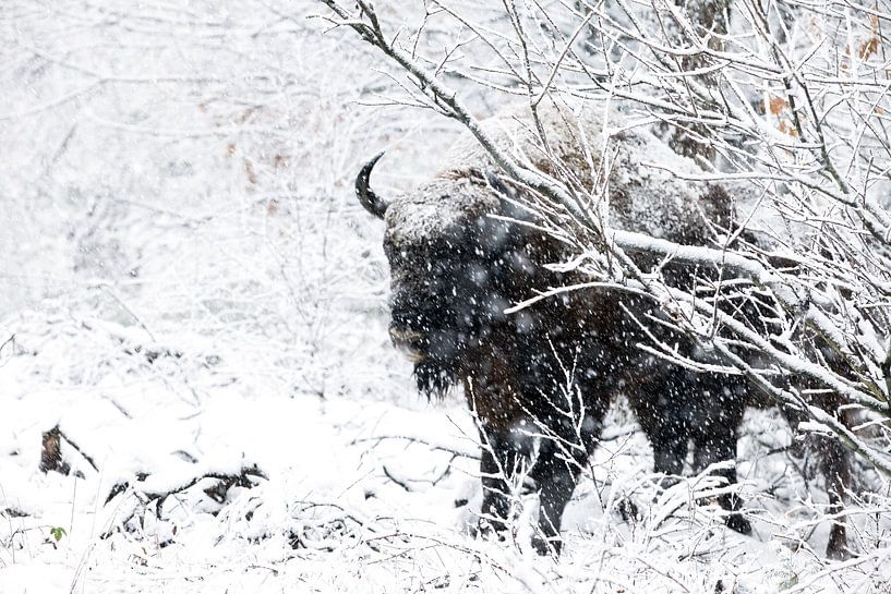 Wisent by Corrie Post