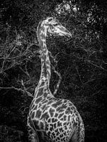 Gelassene Giraffe in der Hluhluwe Ezulwini Game Lodge