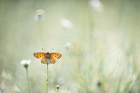 Schmetterling auf Blume