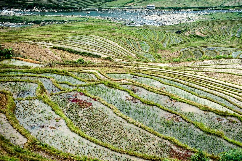 Rice fields of Sa Pa by Sebastiaan Hamming
