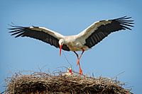 Witte ooievaar in de ooievaarskooi