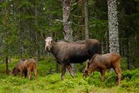 Elandmoeder met jongen