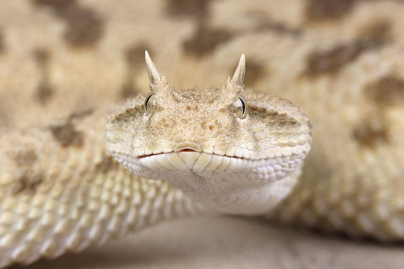 Hornviper (Cerastes cerastes) von Ronald Pol