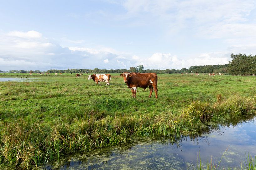 Niederländische Landschaft mit Kühen von Madelief Dekker