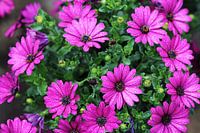 Die violetten Blumen