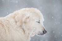 Schließen Sie die Augen, um den Schnee zu spüren