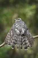 Bird of prey (Sparrowhawk) dries wings after washing