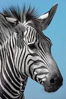 Beautiful Mountain Zebra Portrait ck