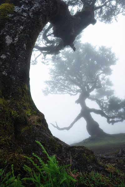 L'arbre aux sorcières - version 2025 par Martin Podt