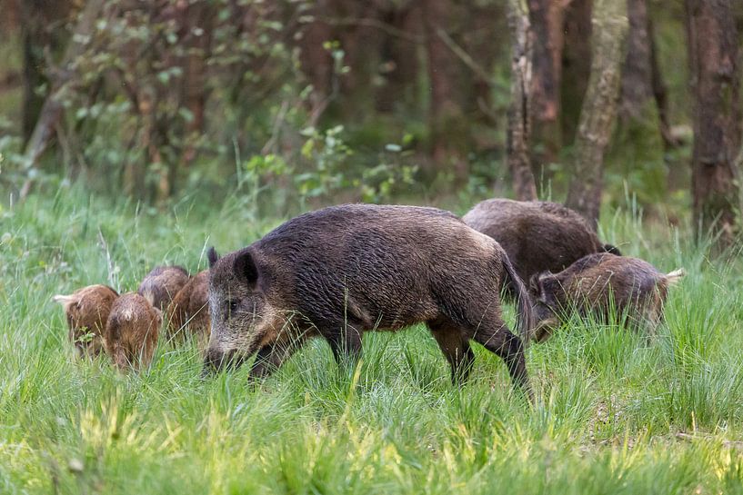 Wilde zwijnen in het bos van Evert Jan Kip