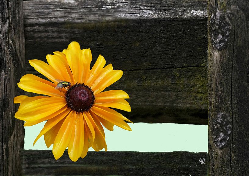 verfangen..... by Thea Ulrich / UtheasArt