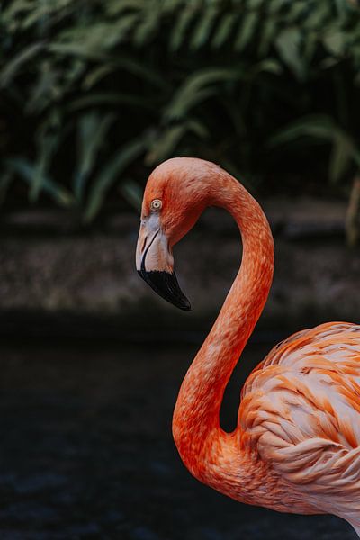 Flamingo von Jietske Donders