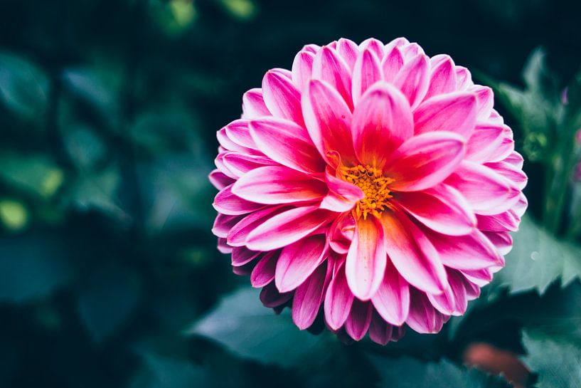 Pink Flower in Dark Garden by Patrycja Polechonska