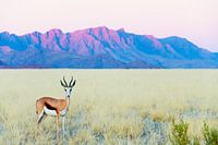 De kleuren van de natuur