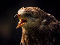 Red Kite