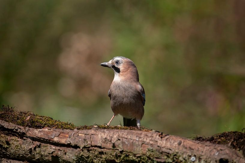 Jay von Tanja van Beuningen