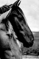 analogue photo of horses in the meadow