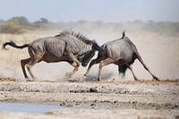 Kampf gegen Gnus in Botswana