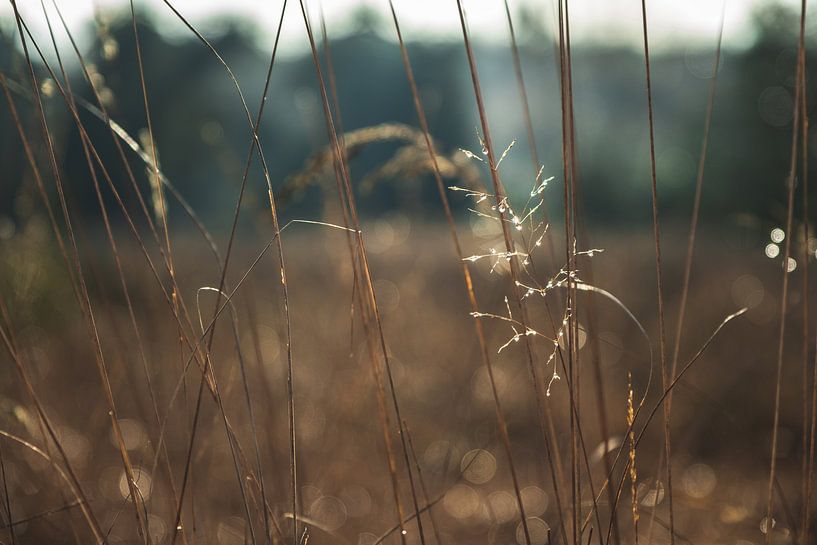 Nahbereichslamellen von Julien Meijer