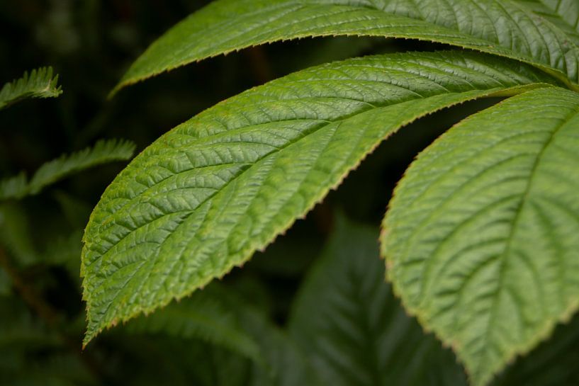 Feuilles vertes de près par DafnePhoto