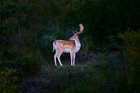 A Male Fallow Deer At Sunset, Looking Away