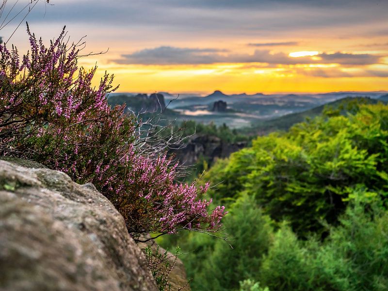 Carolafelsen, Sächsische Schweiz - Heidekraut und Hohe Liebe von Pixelwerk